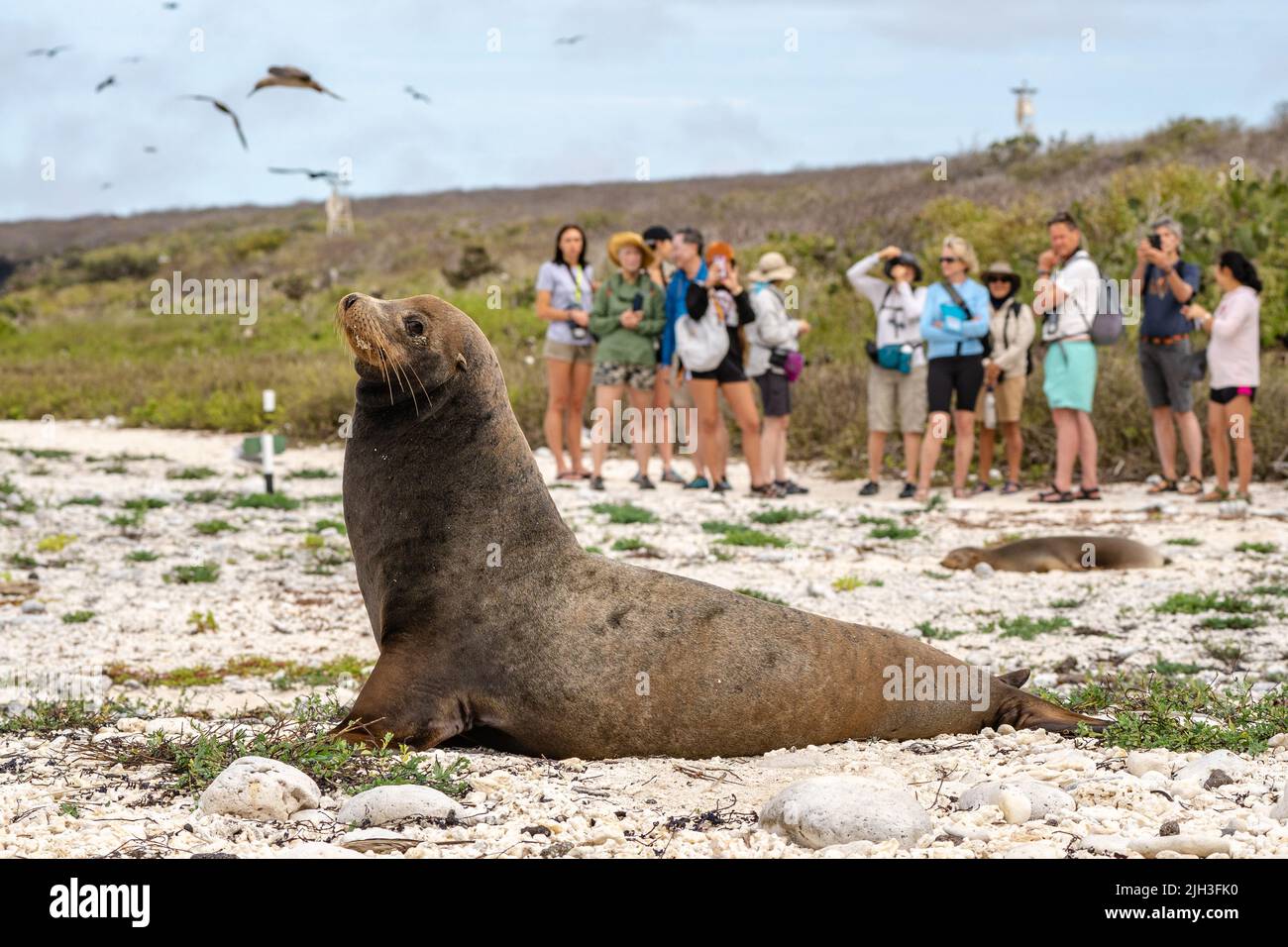 Galapagos fur seal rests on the beach with group of tourists in the background Stock Photo