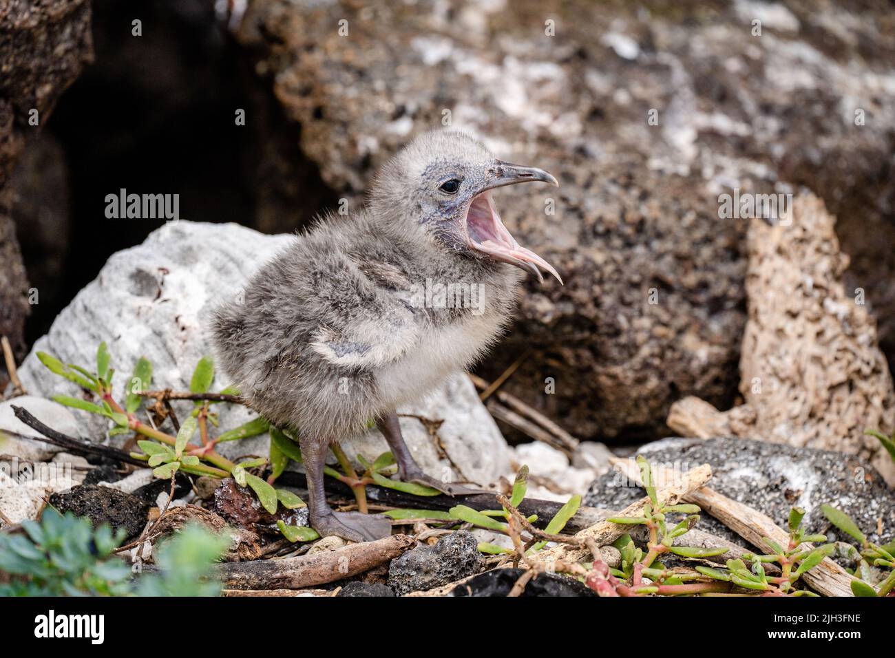 Baby swallow-tailed gull with mouth opened in the Galapagos Stock Photo