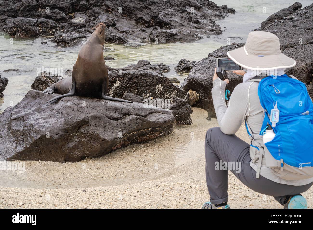 Woman takes a photo of a sea lion posing on a rock in the Galapagos Stock Photo