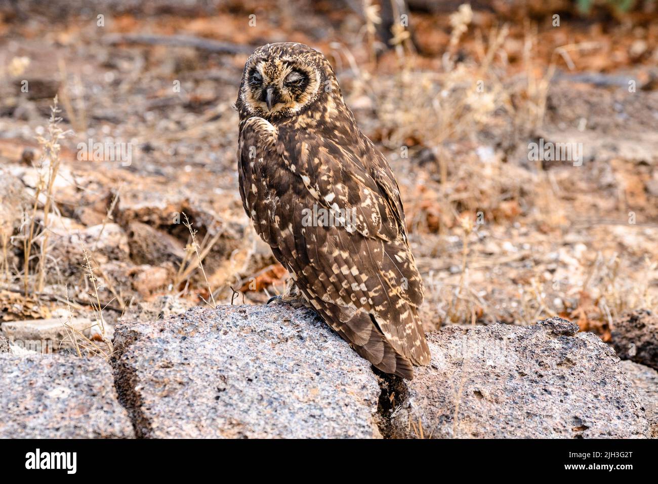 Short-eared owl in the Galapagas Stock Photo