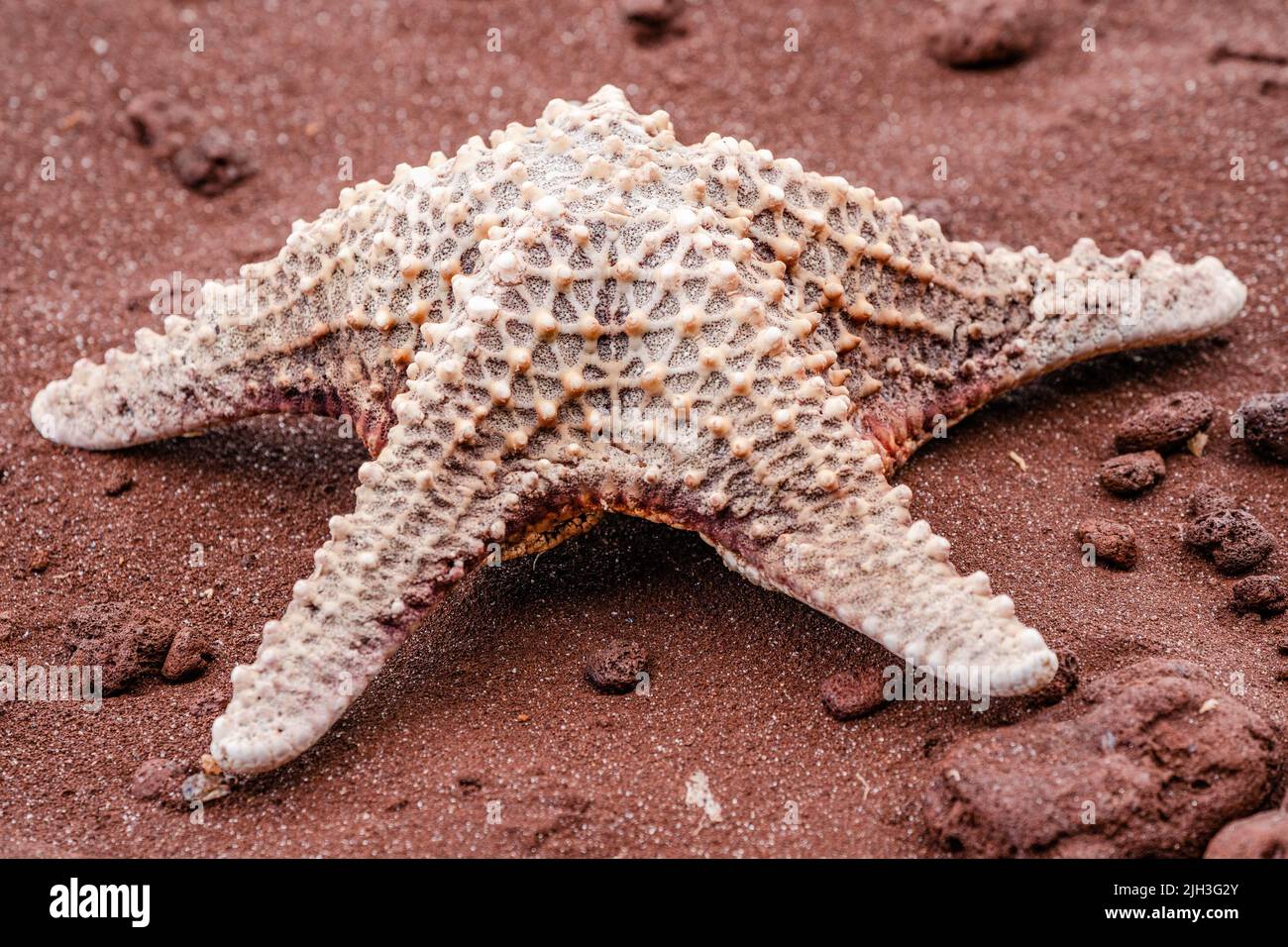 Large starfish on the red sand beach in the Galapagos Stock Photo