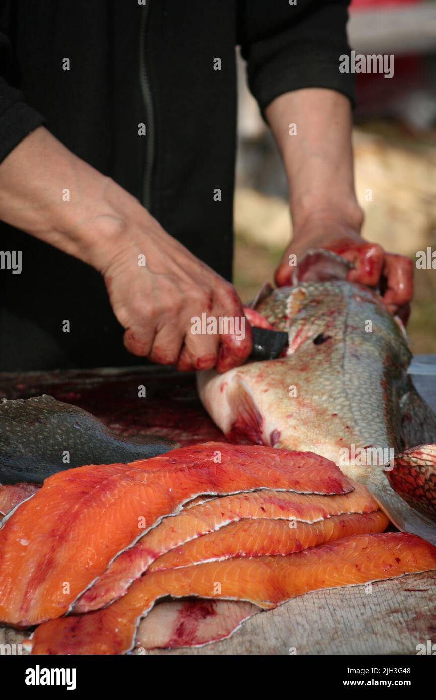 Man filleting Lake Trout fish from Great Bear Lake, near the northern community of Deline, Northwest Territories, Canada Stock Photo