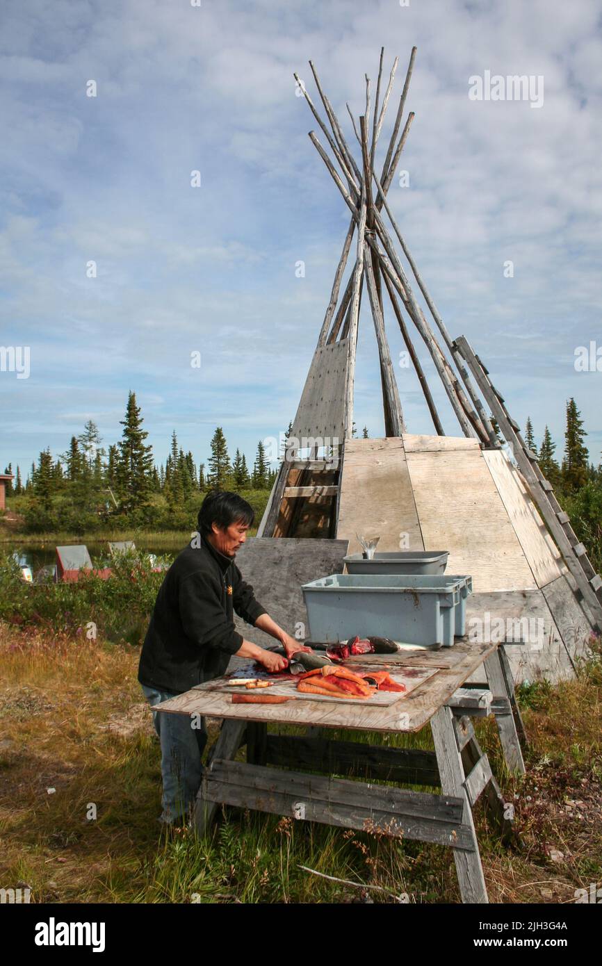Indigenous Dene man filleting fish on the land, near the northern community of Deline, Northwest Territories, Canada Stock Photo