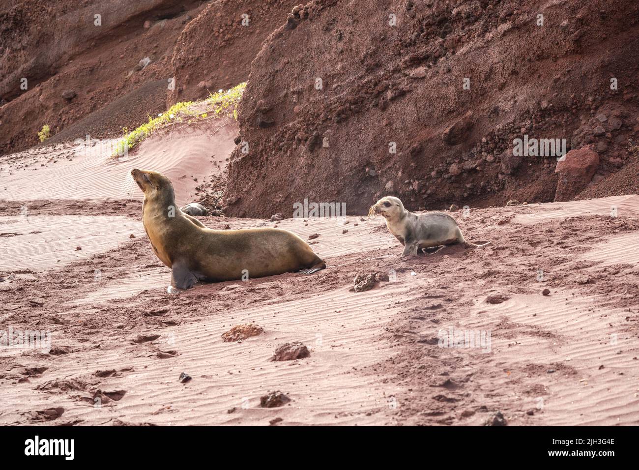 Baby sea lion follows its mother on beach in the Galapagos Stock Photo