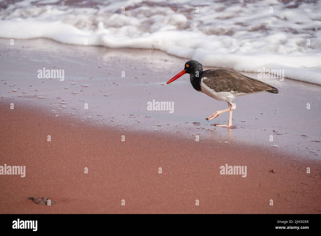 Oystercatcher on shoreline in the Galapagos Stock Photo