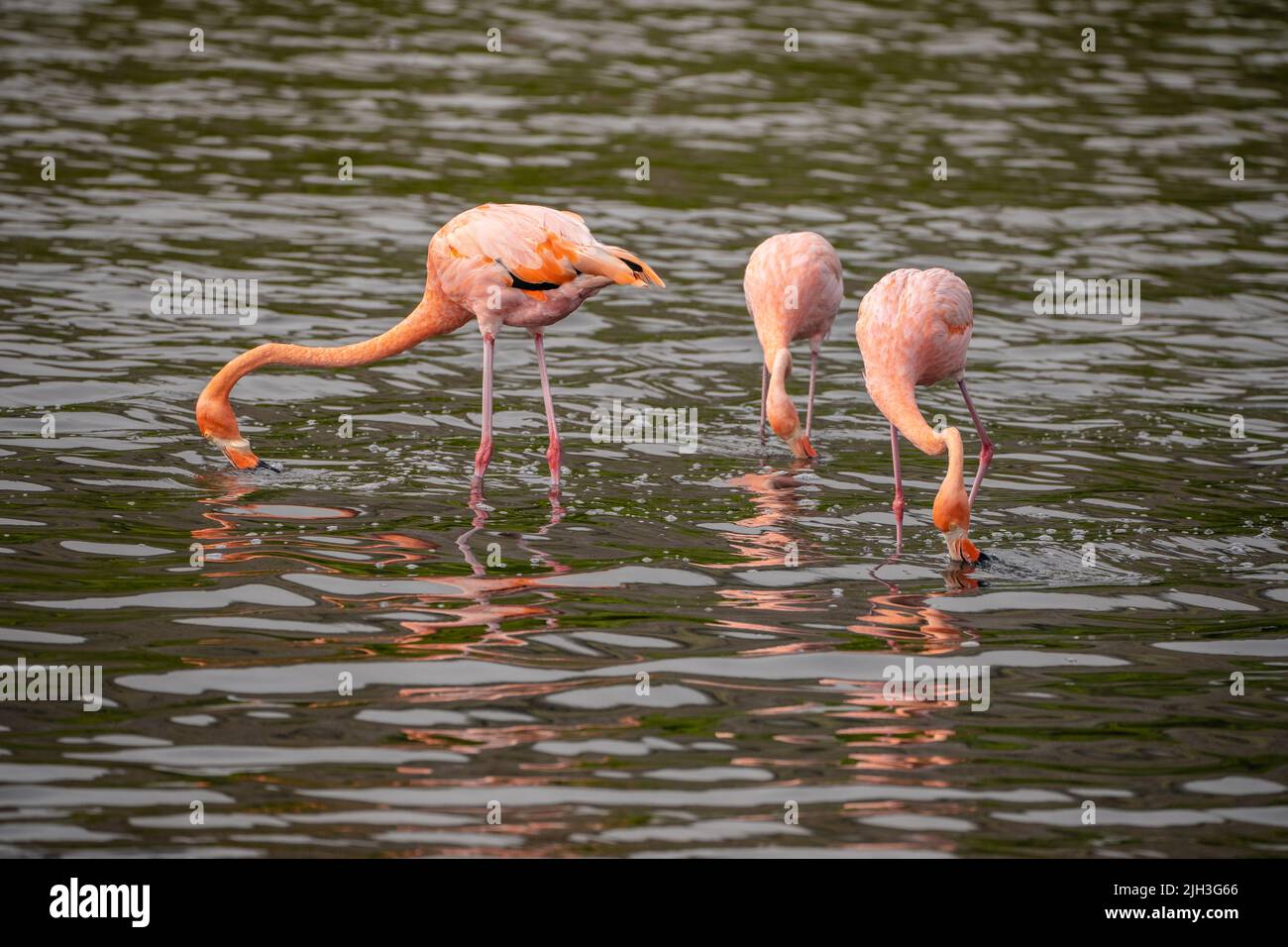 Vibrant Pink flamingos in the Galapagos Stock Photo