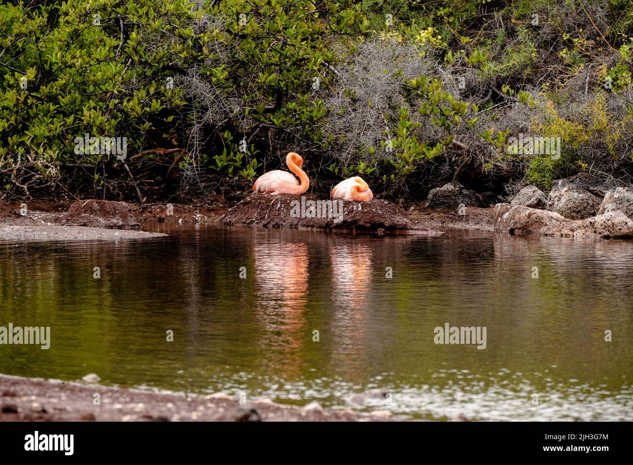 Vibrant Pink flamingos nesting in the Galapagos Stock Photo