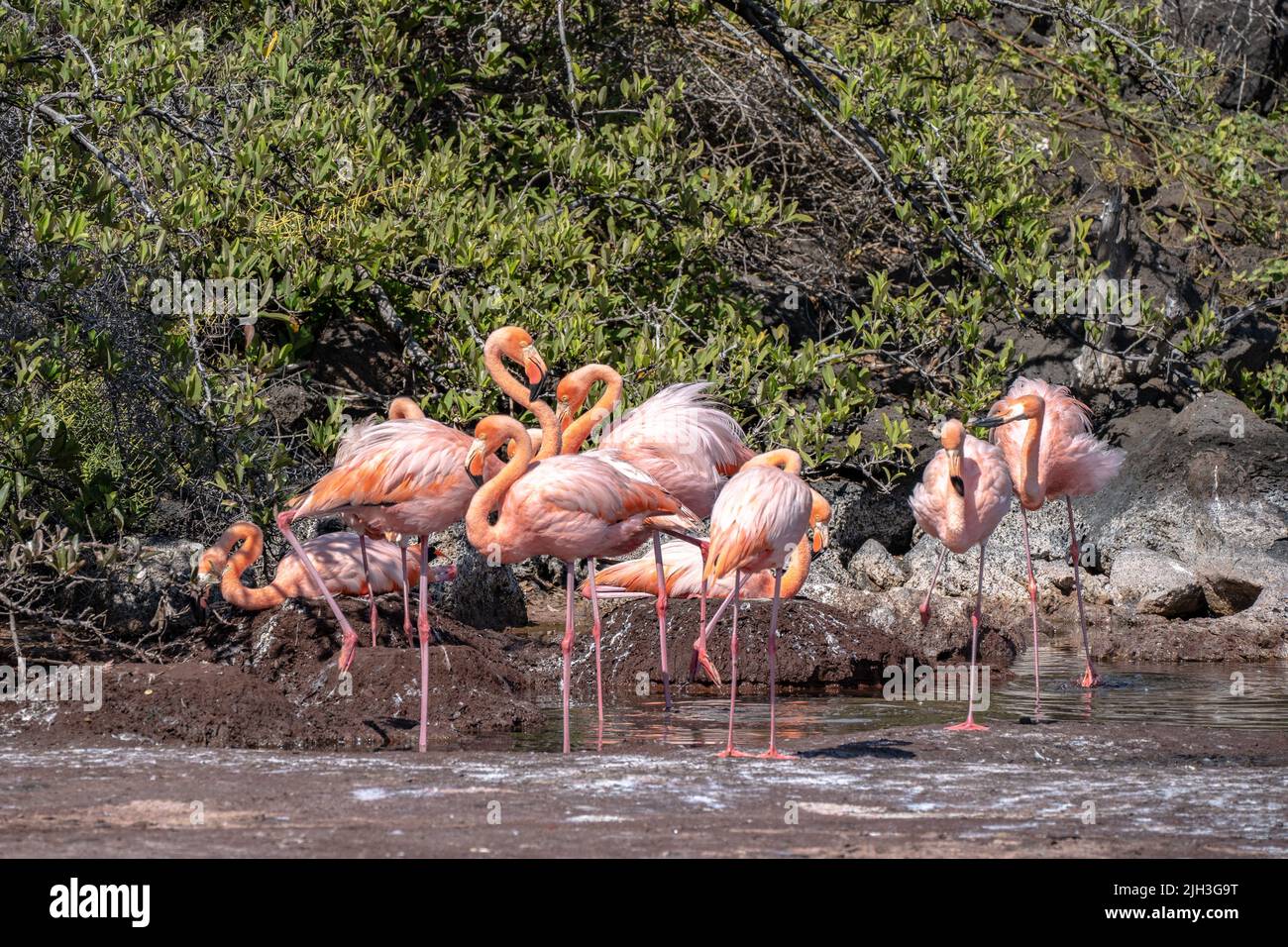 Vibrant Pink flamingos in the Galapagos Stock Photo