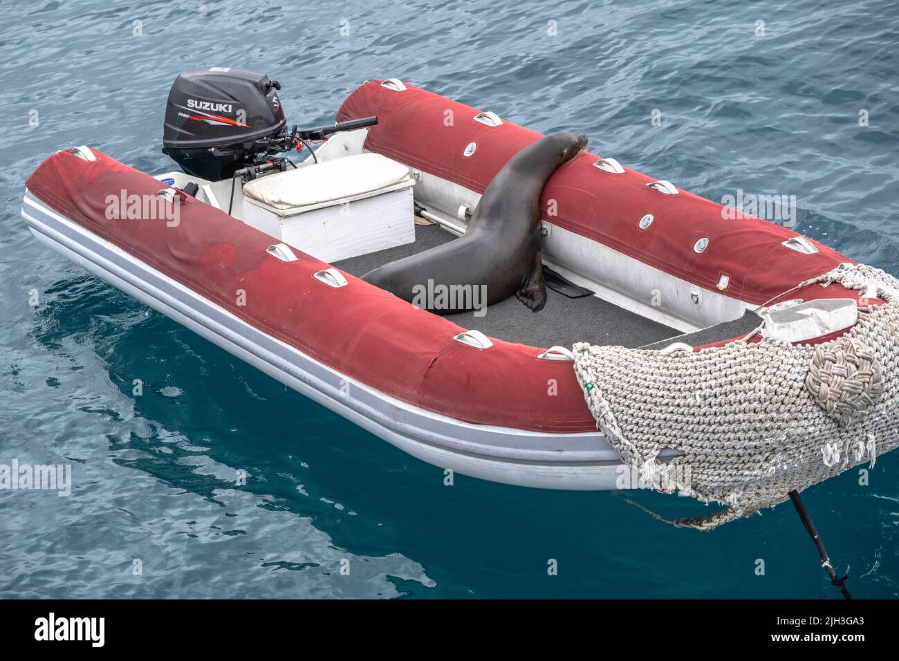 Sea lion jumps into a small dinghy for a nap in the Galapagos Stock Photo