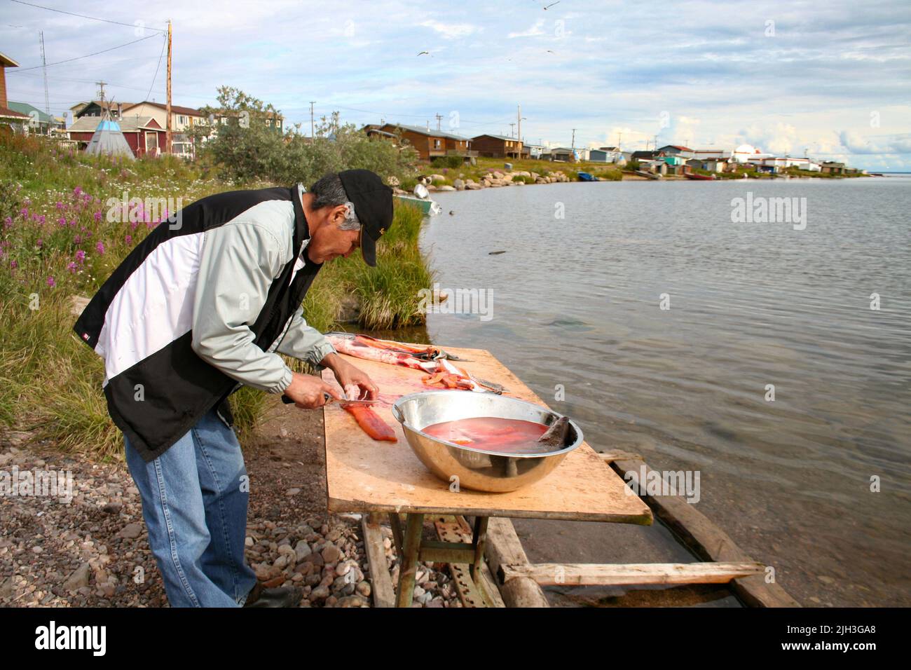 Dene man (Morris Neyelle) filleting Lake Trout fish along the shore of Great Bear Lake in summer, in the community of Deline, Northwest Territories. Stock Photo