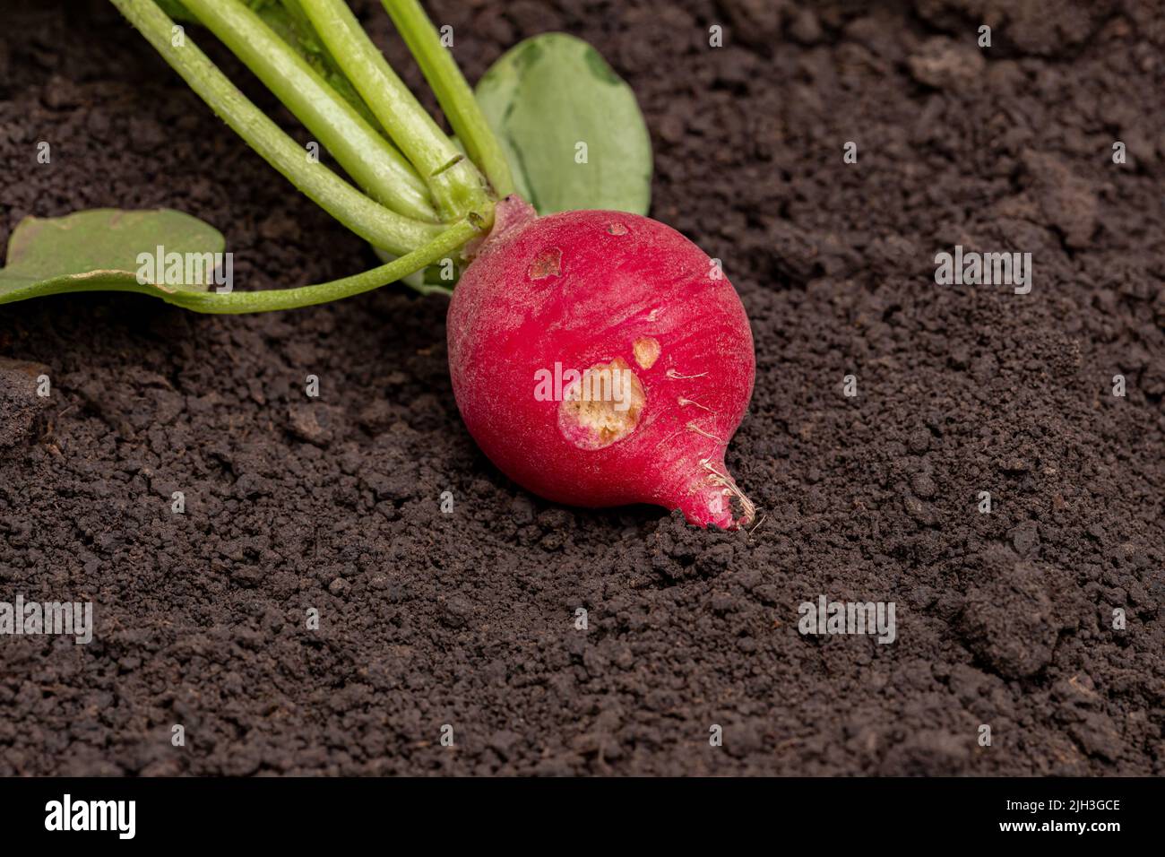 Red radish with bug hole in root. Imperfect food, garden insect damage and organic produce concept Stock Photo