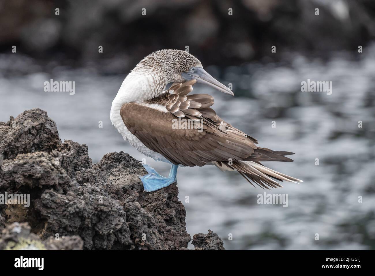 Blue-footed booby with distinctive bright blue feet in the Galapagos Stock Photo