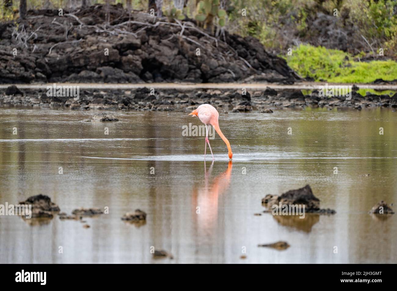 Vibrant Pink flamingo in the Galapagos Stock Photo