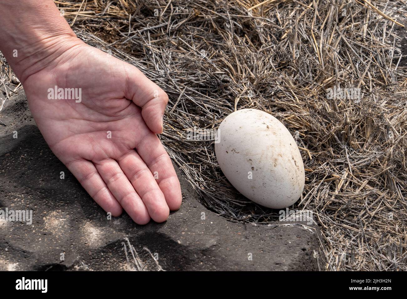 Large egg abandoned by Albatross in the Galapagos with hand next to it to show the size Stock Photo