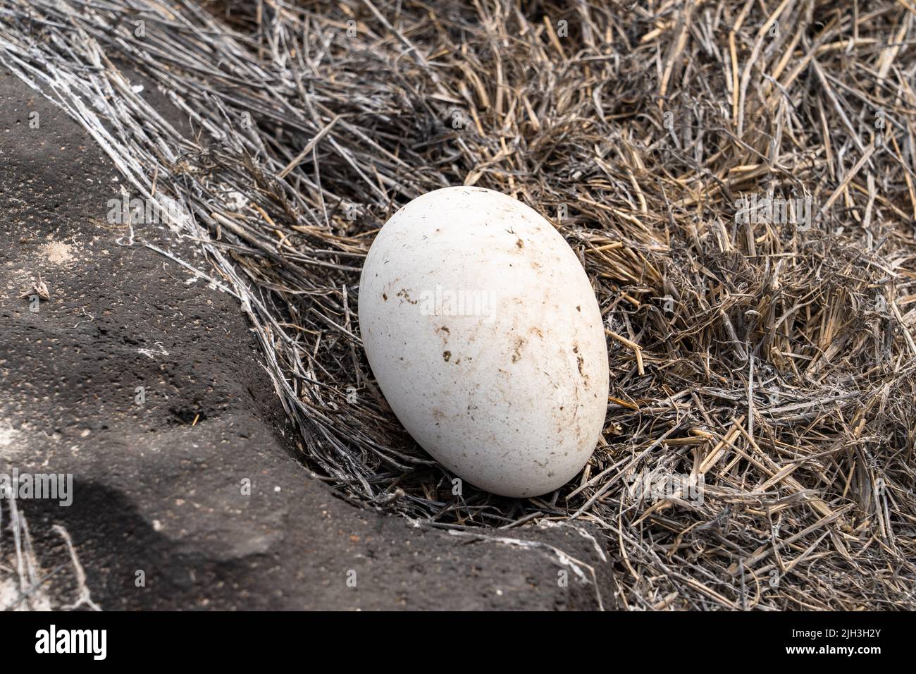 Large egg abandoned by Albatross in the Galapagos Stock Photo