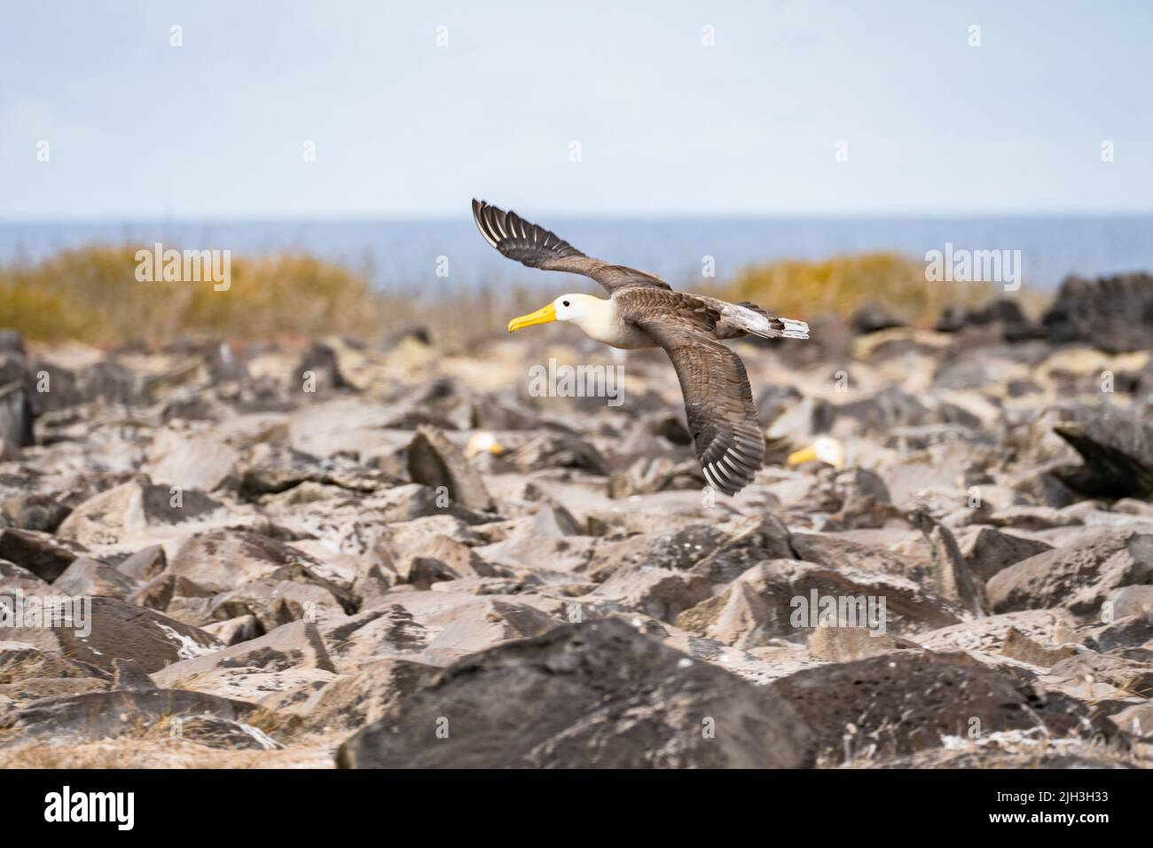 The Galapagos Waved Albatross in flight has a wingspan of 7-8 feet Stock Photo