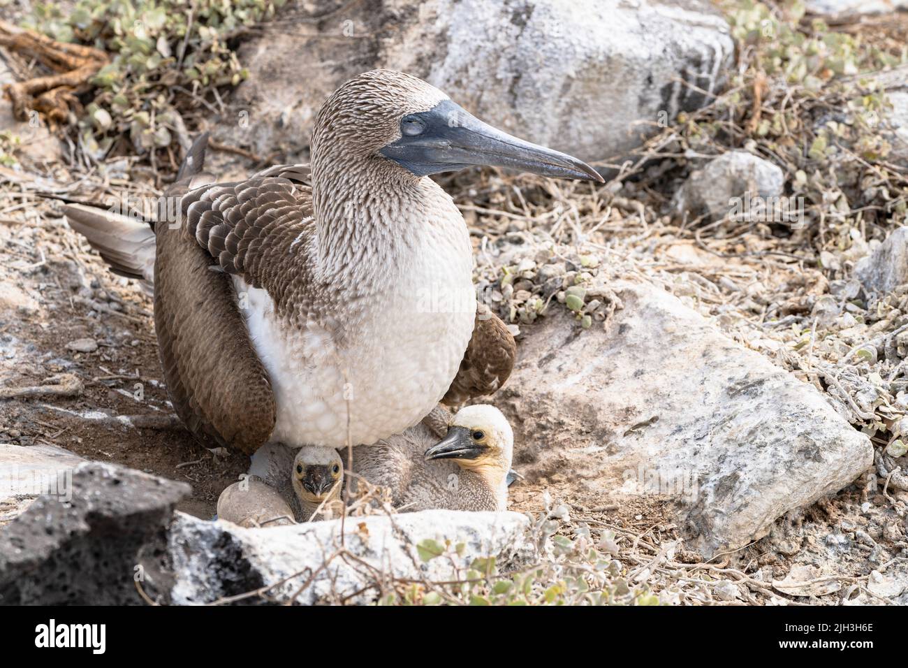 Blue-footed booby with distinctive bright blue feet with 2 young chicks and  an egg in the Galapagos Stock Photo