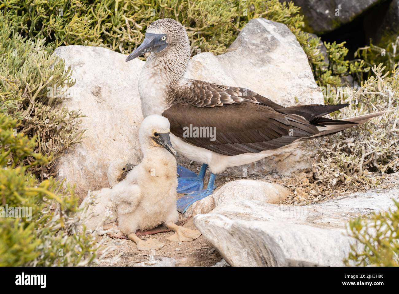 Blue-footed booby with distinctive bright blue feet with young chicks in the Galapagos Stock Photo