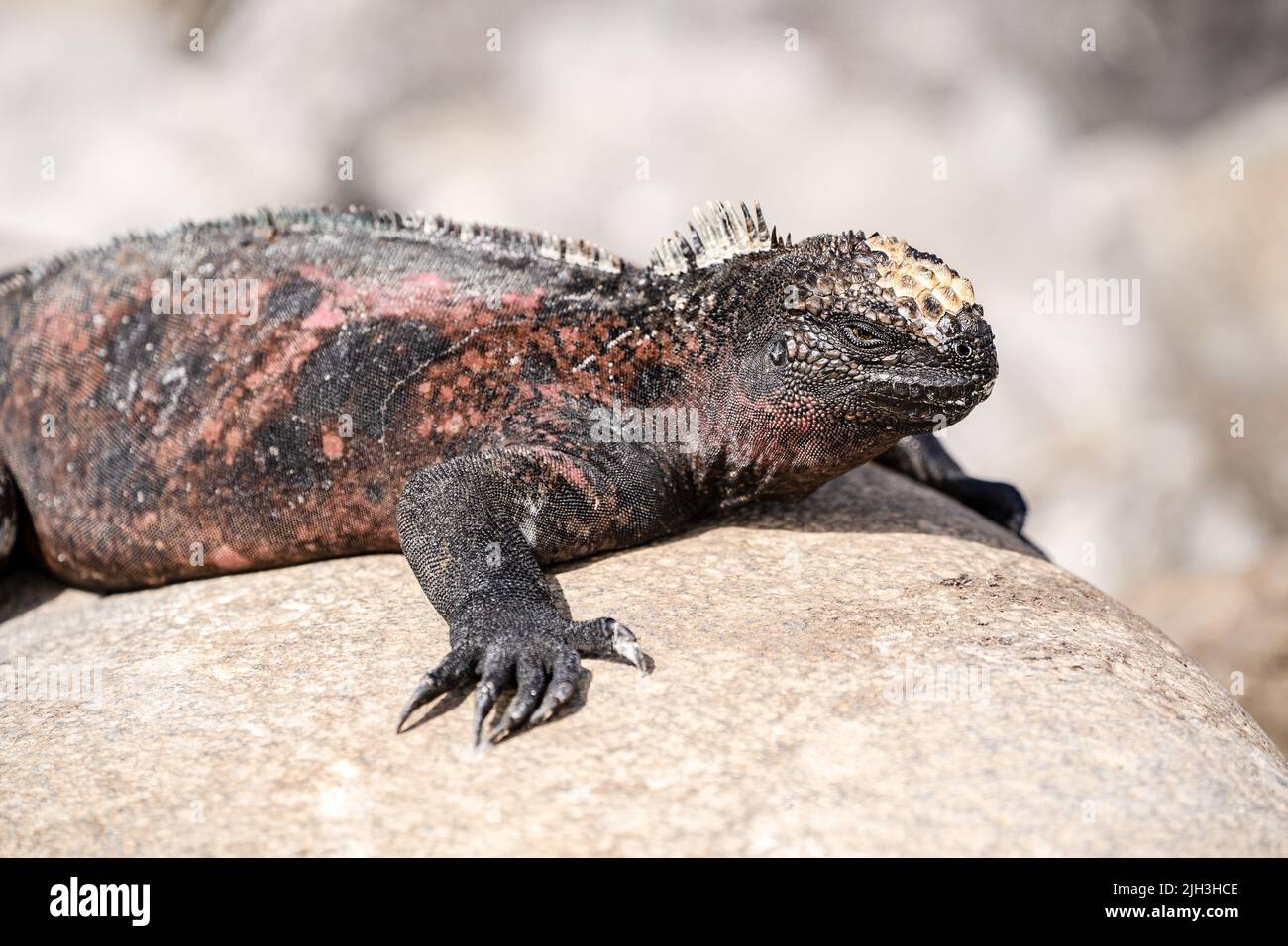 Marine iguanas sunning on the rocks in the Galapagos Stock Photo