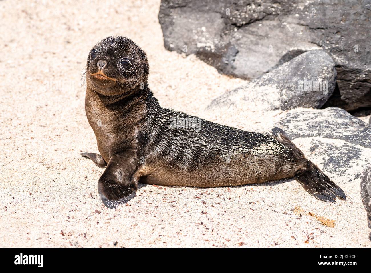 Baby sea lion on the beach in the Galapagos Stock Photo