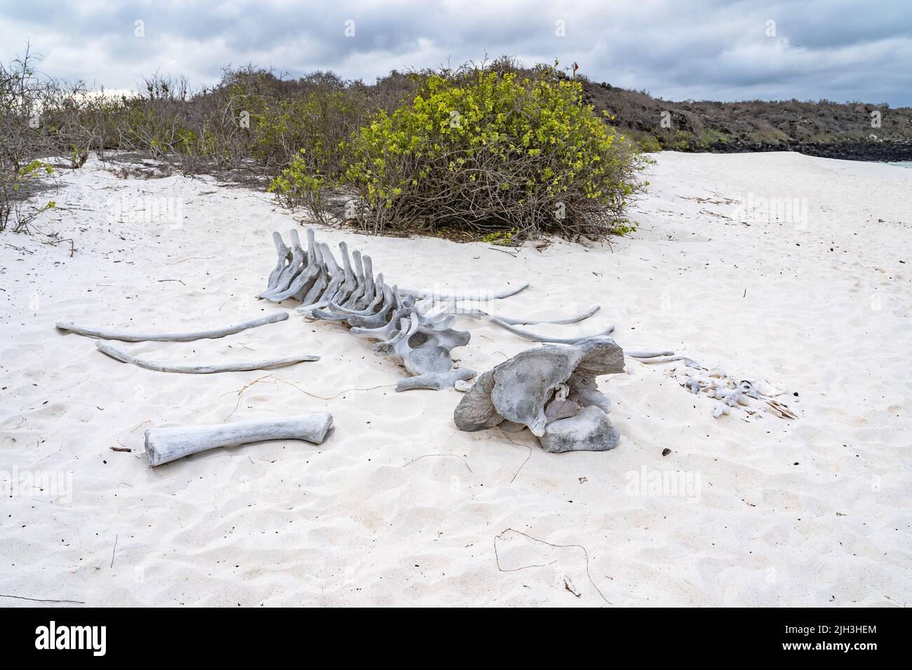 Skeletal bones of a large marine mammal on white sand beach in the Galapagos Stock Photo