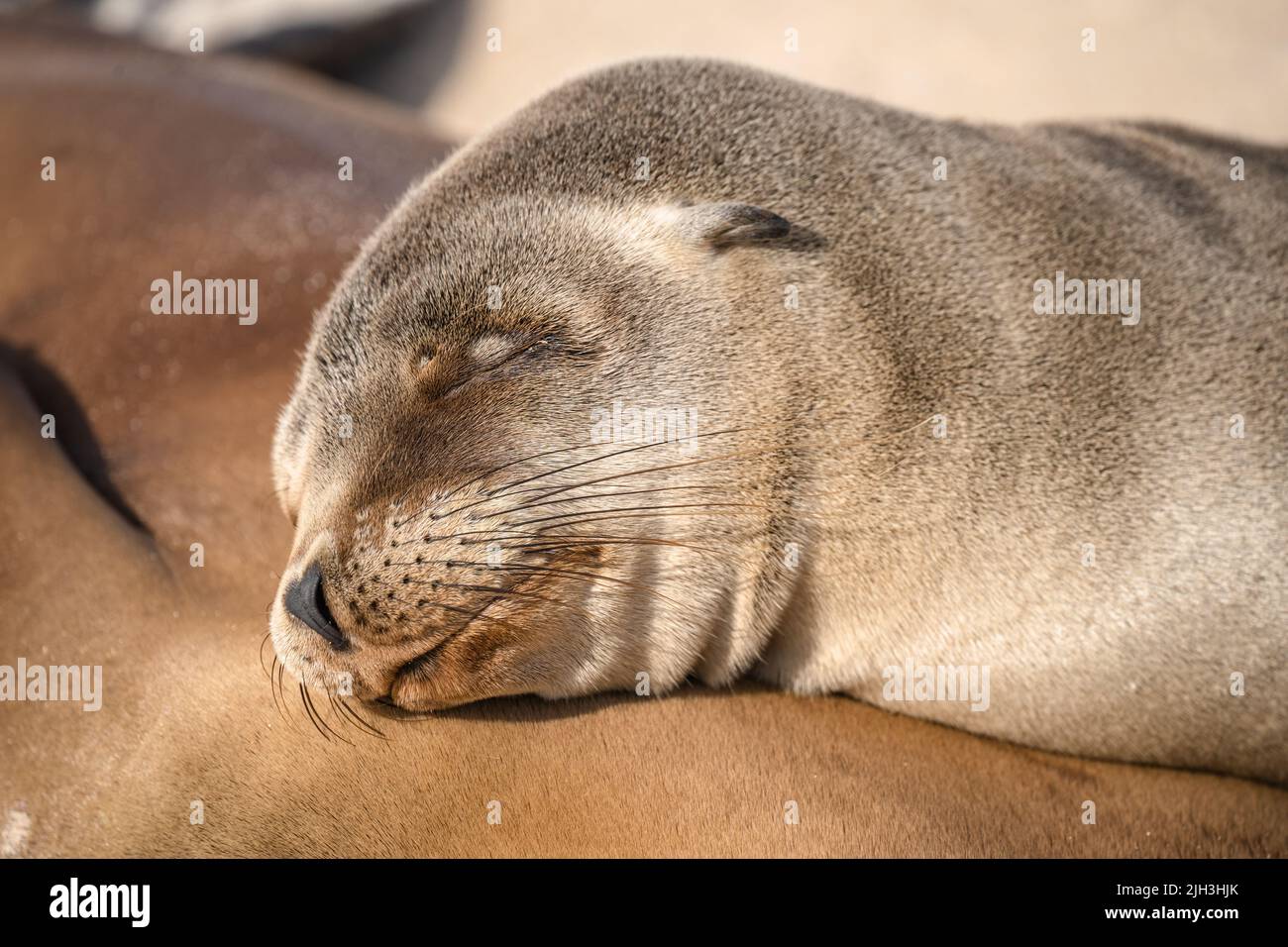 Sea lion pup sleeps on its mother in the Galapagos close up on face Stock Photo