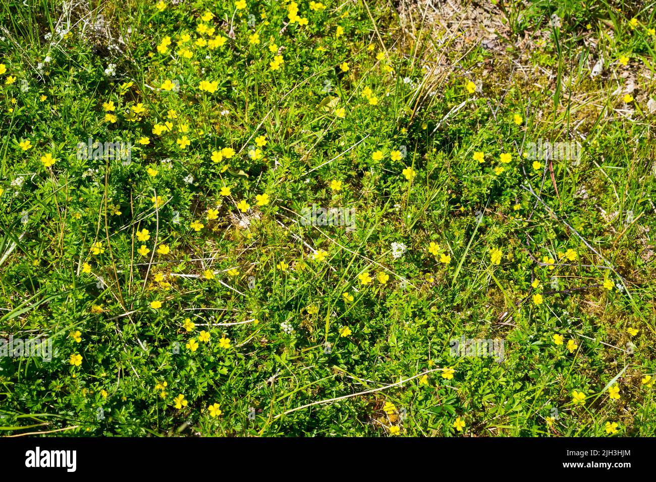Lesser Spearwort (Ranunculus flammula), Scottish Highlands,Scotland, UK. Stock Photo