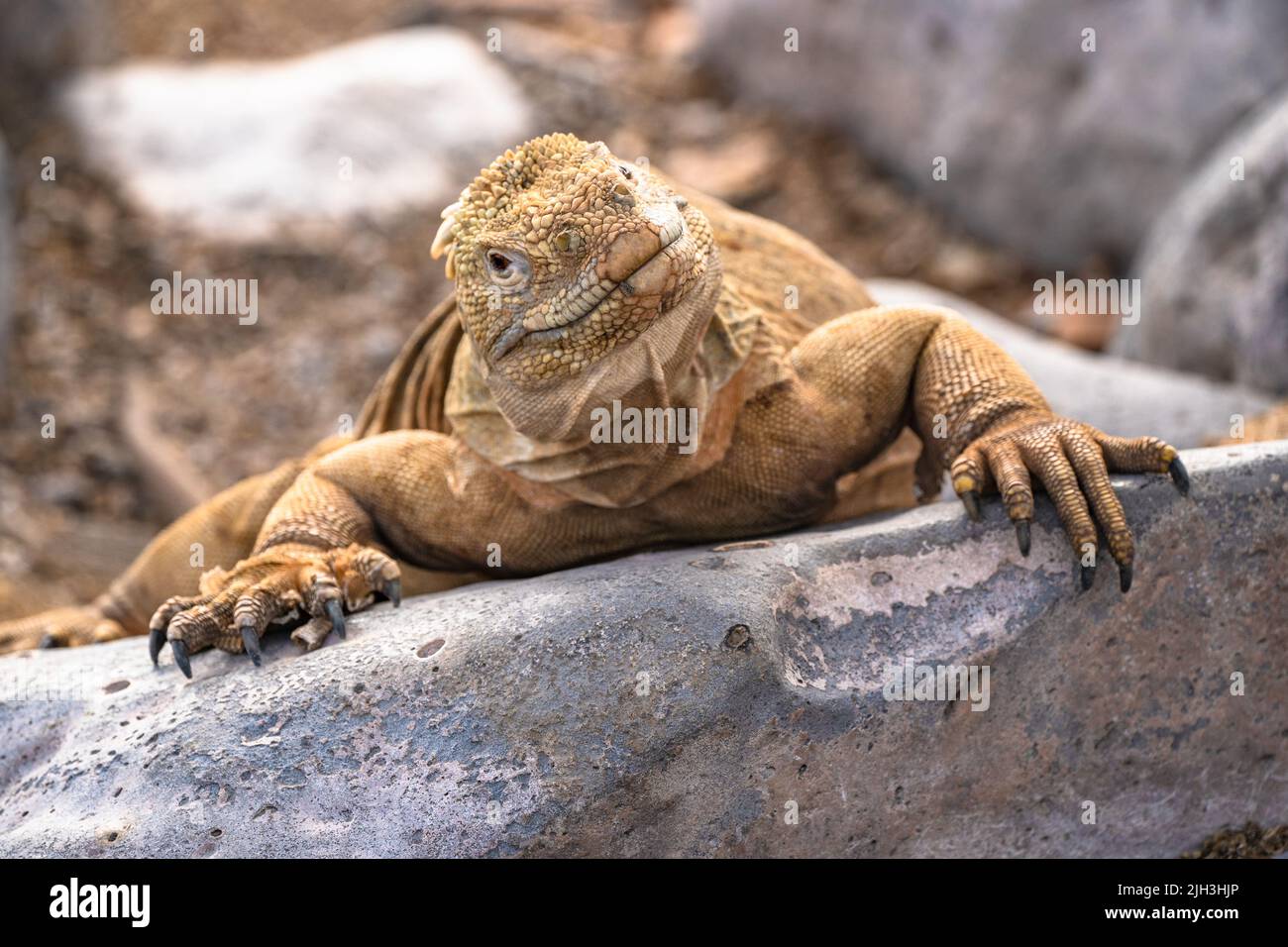 Galapagos land iguana are large lizards with a spiky dorsal crest Stock Photo