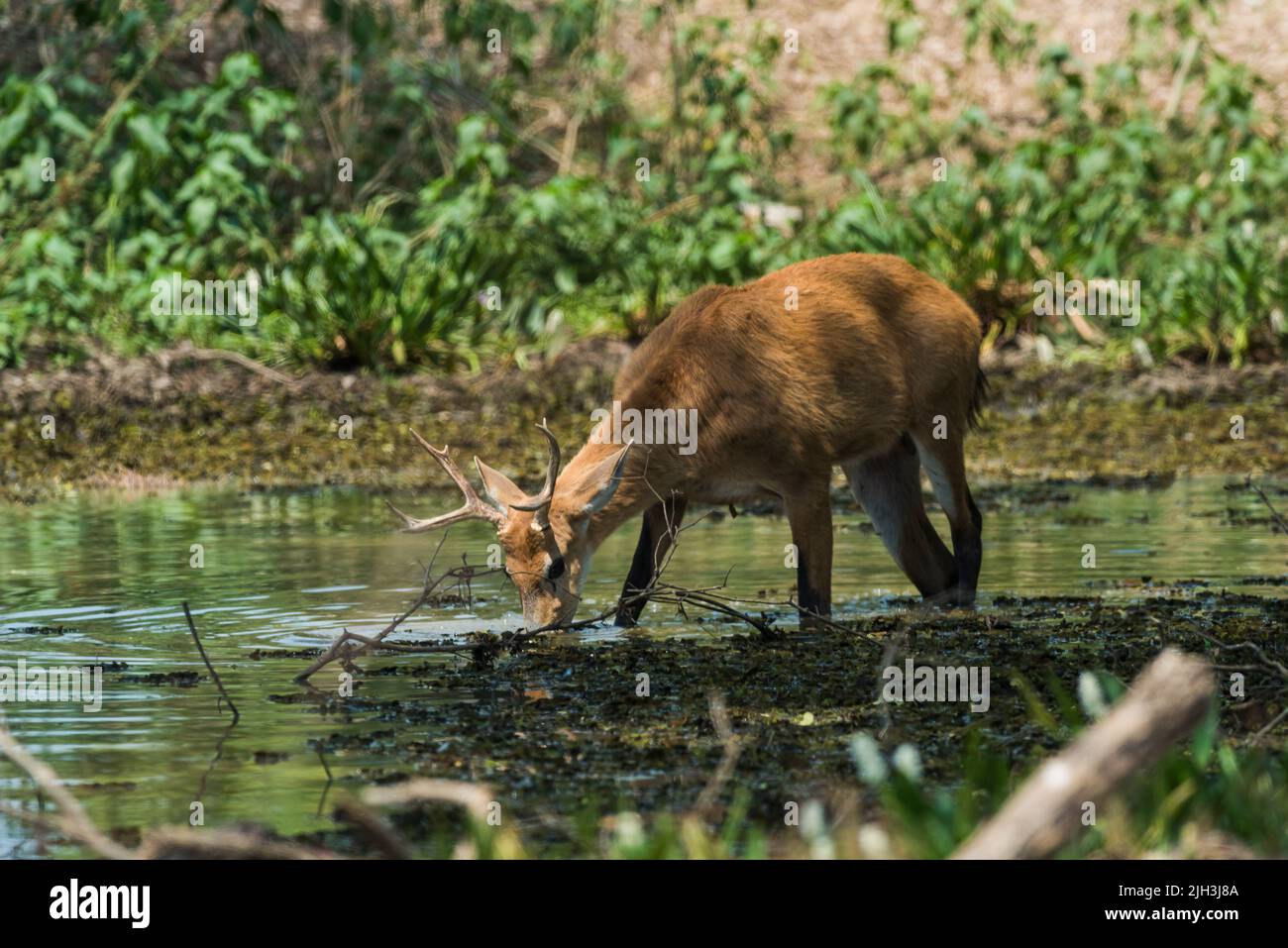 Marsh deer in Pantanal forest environment, Pantanal , Mato Grosso, Brazil. Stock Photo