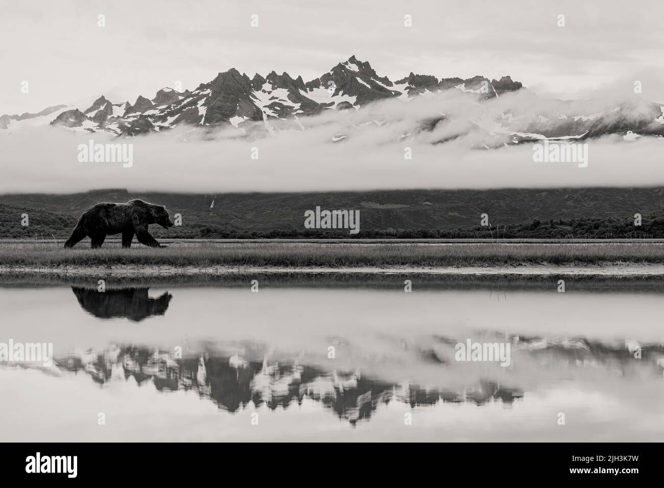 Brown bear walking in front of mountains with reflection Stock Photo