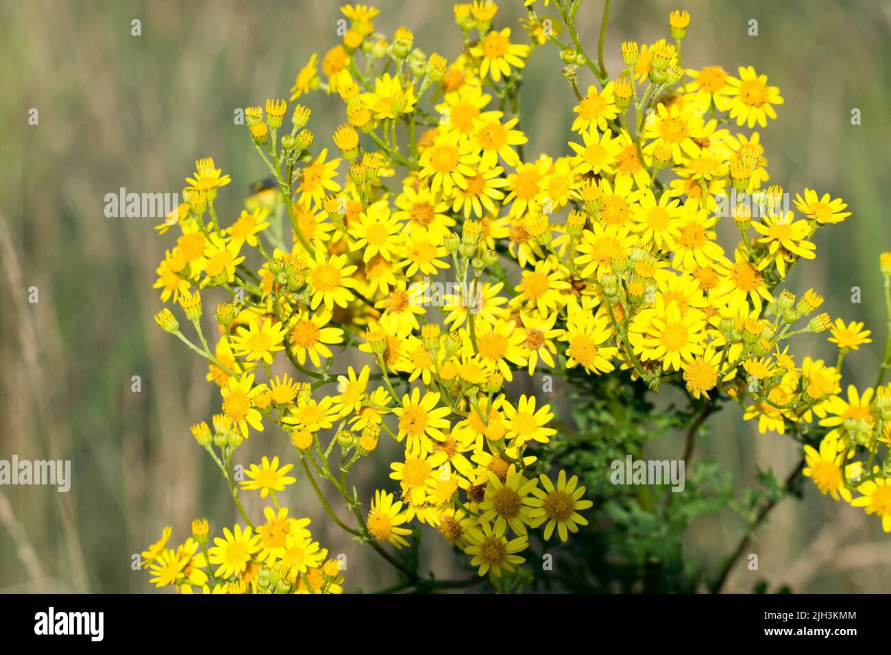 Sedum acre,  goldmoss stonecrop flowers closeup selective focus Stock Photo