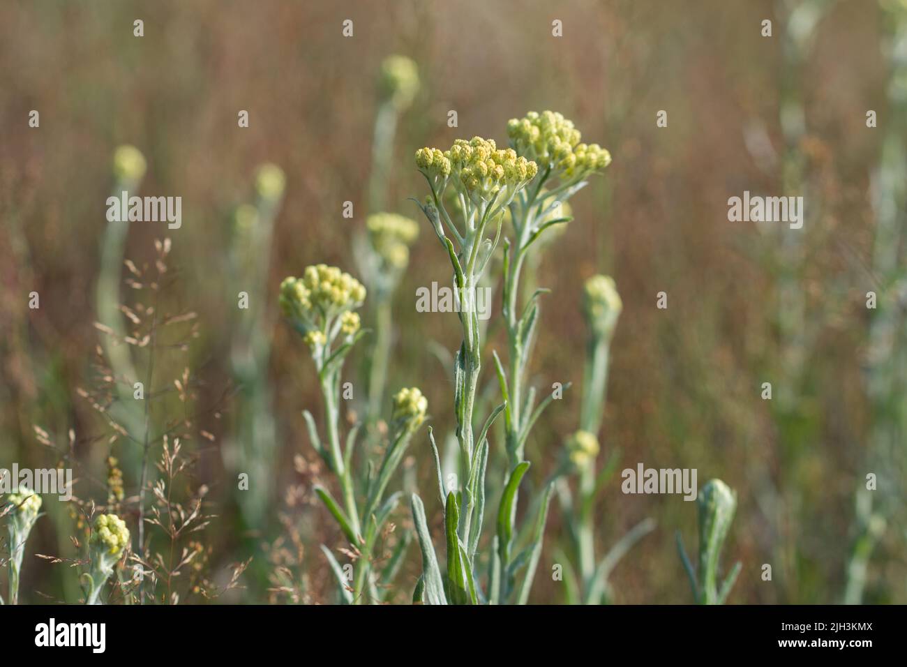 Helichrysum, dwarf everlast yellow flowers closeup selective focus Stock Photo