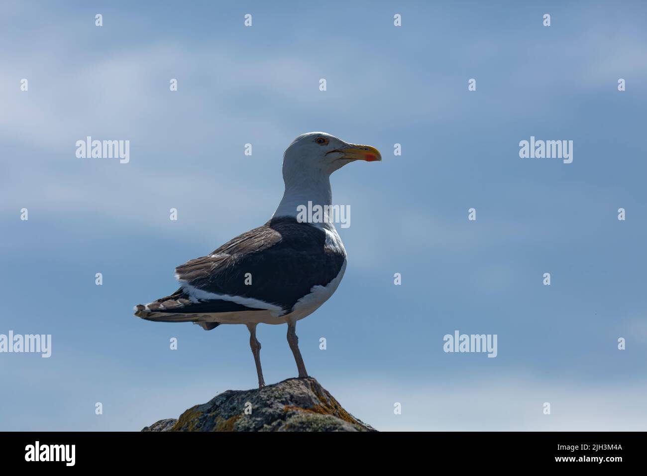 Gull standing on rock with plain blue sky background Stock Photo