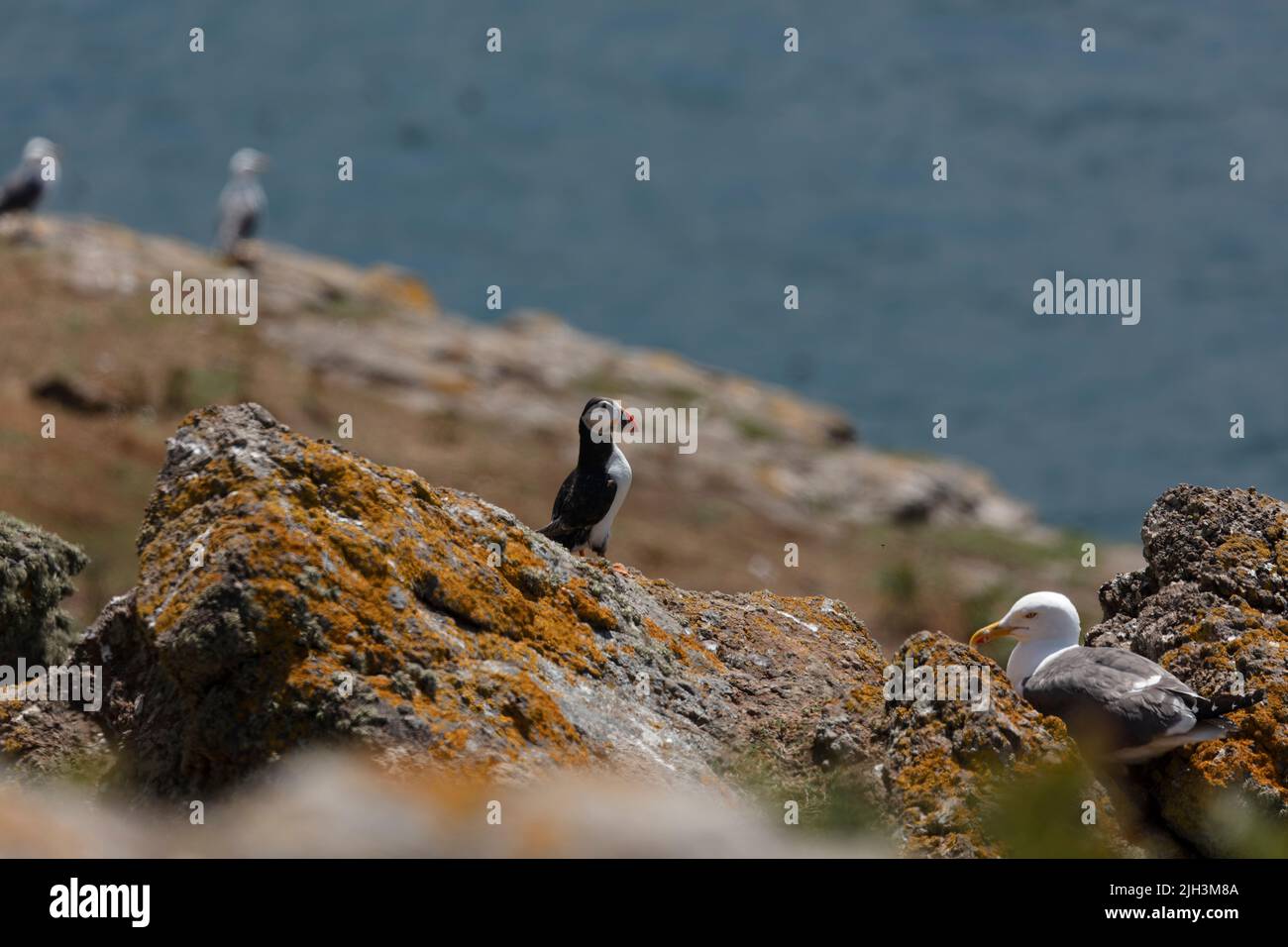 Puffin on Skomer Island with a gull perched nearby Stock Photo
