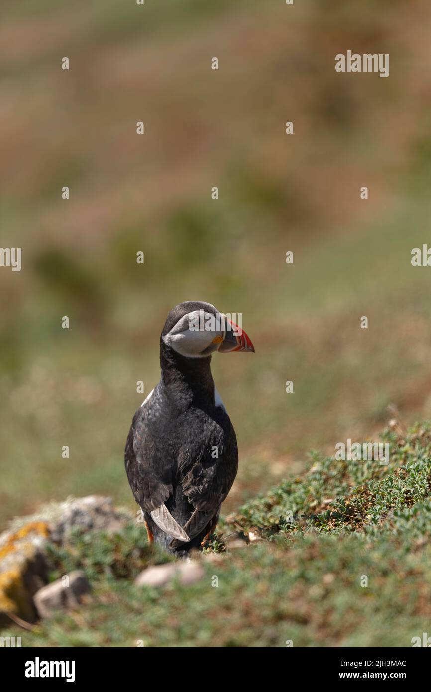 Portrait view of puffin on the ground with large space for type above the puffin Stock Photo