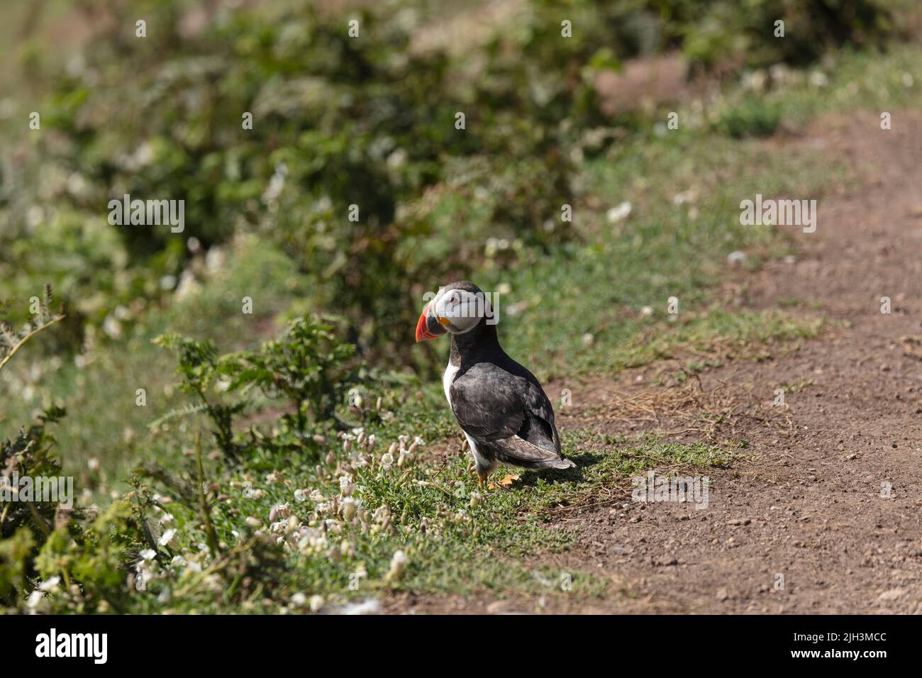 Puffin on the ground at Skomer Island, Wales Stock Photo