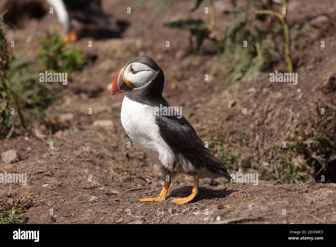 Puffin standing on Skomer island in Wales Stock Photo