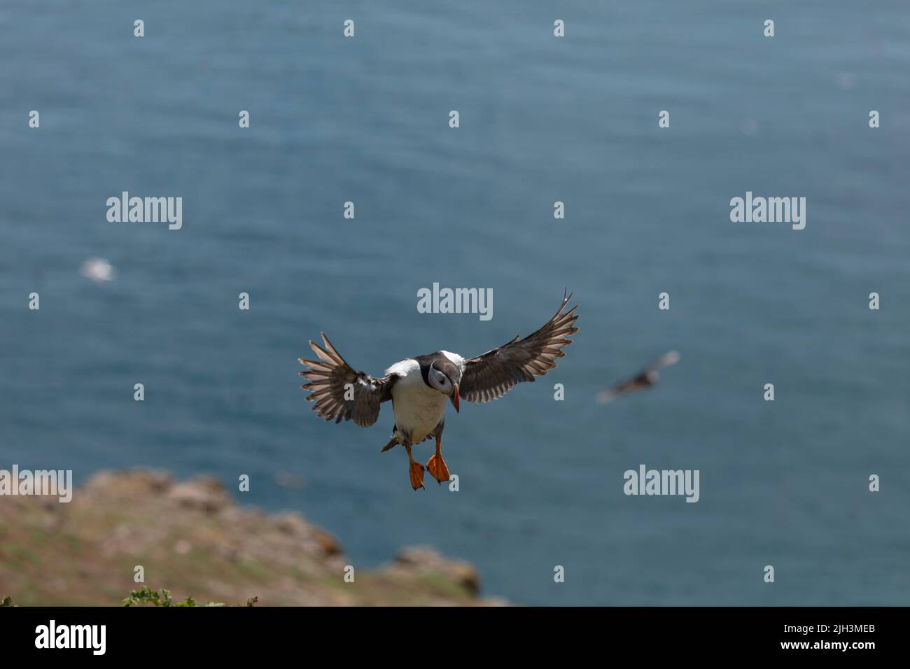 Puffin landing on Skomer Island with sea in background Stock Photo