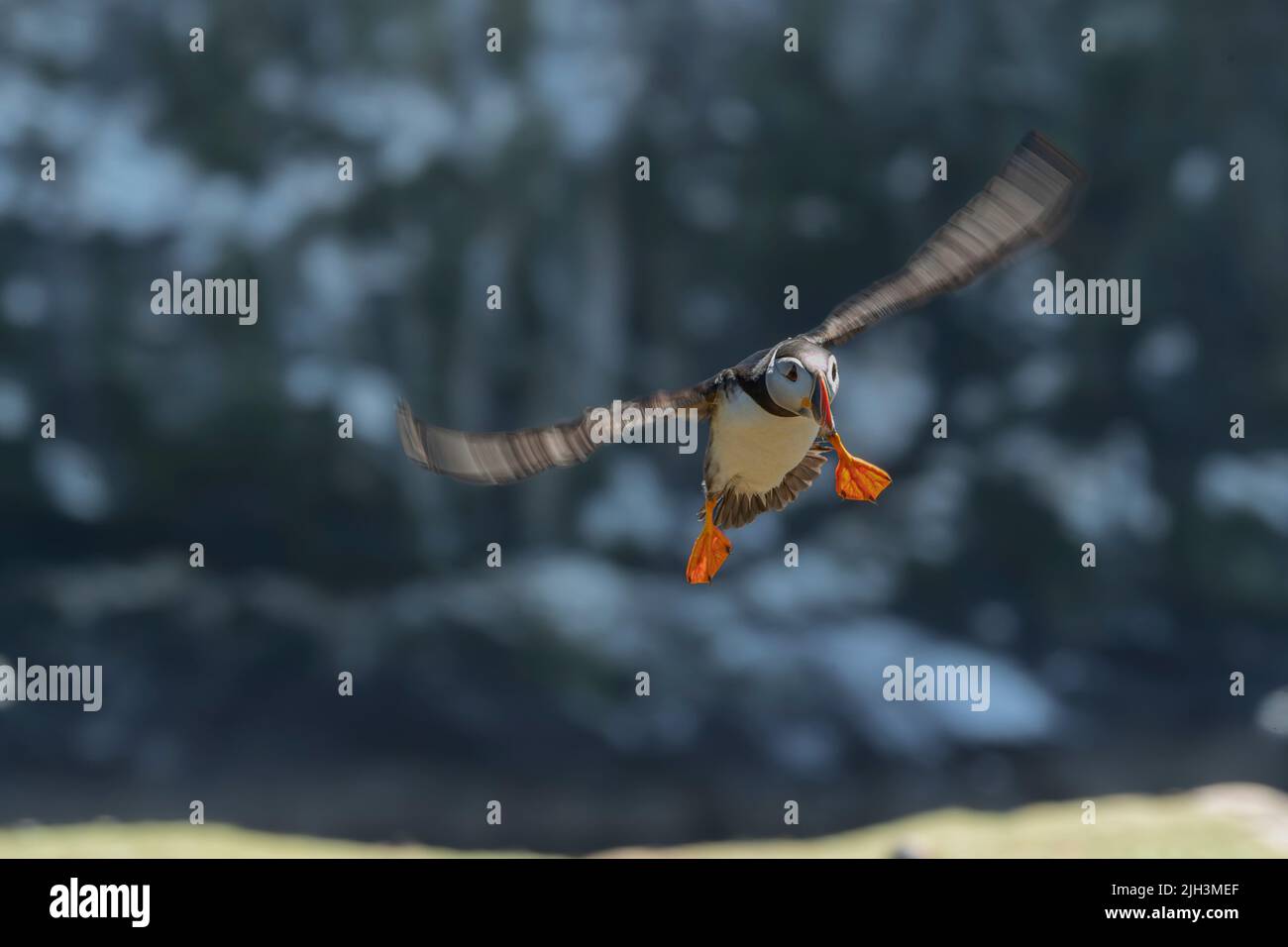 Puffin landing with very blurred wings Stock Photo