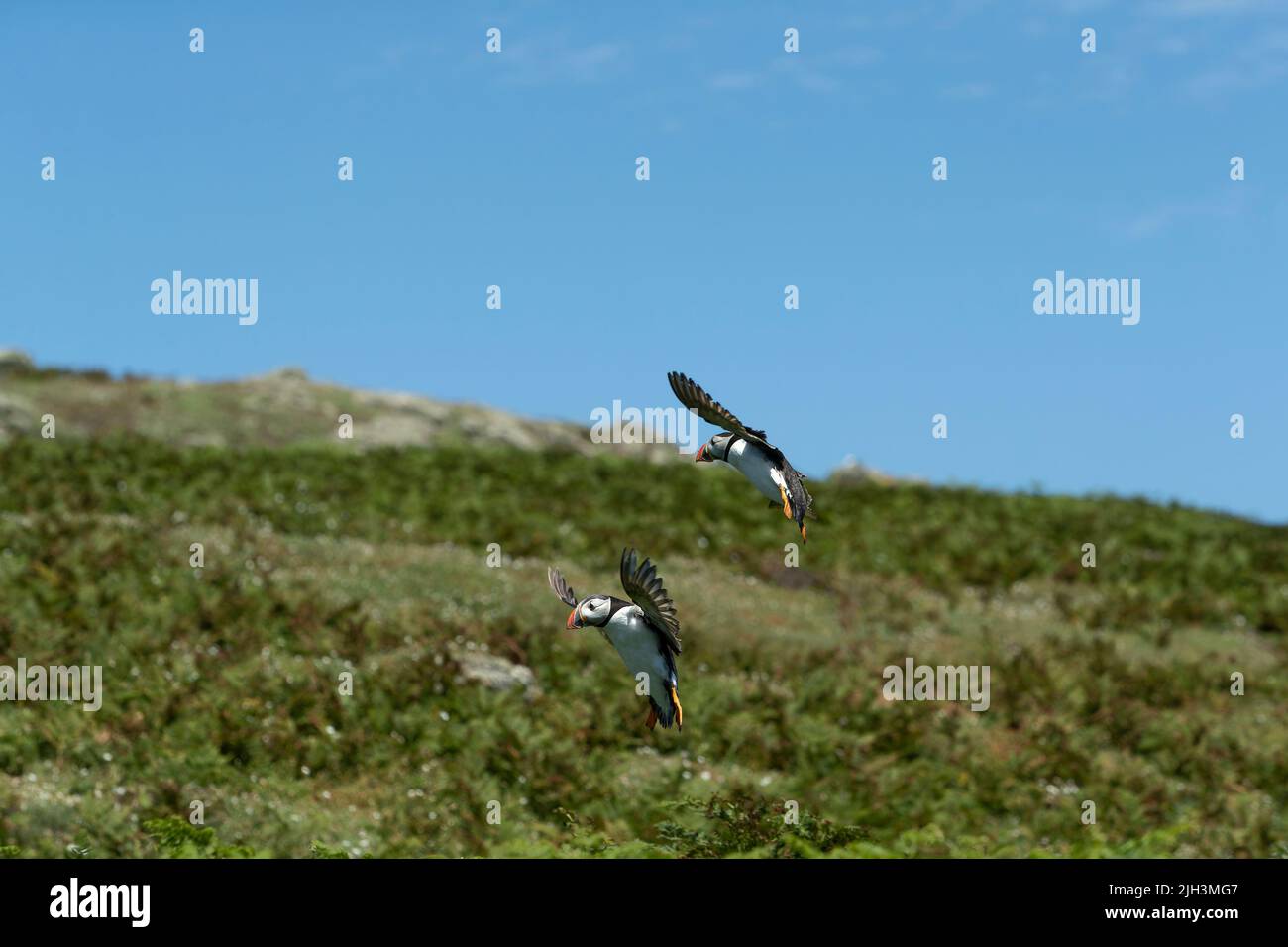 Two puffins in flight landing on Skomer Island, Wales Stock Photo