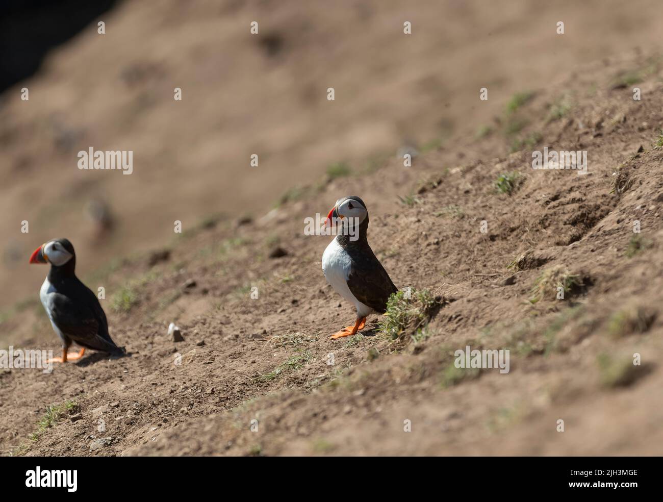 Two puffins on the ground at Skomer Island, Wales Stock Photo