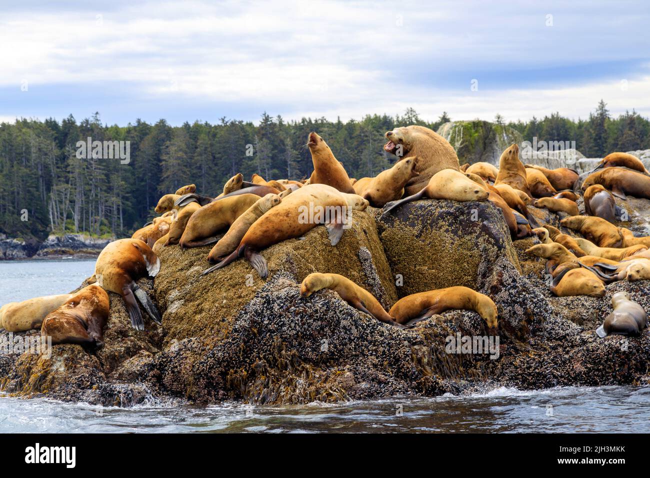 The California sea lion is a coastal eared seal native to western North