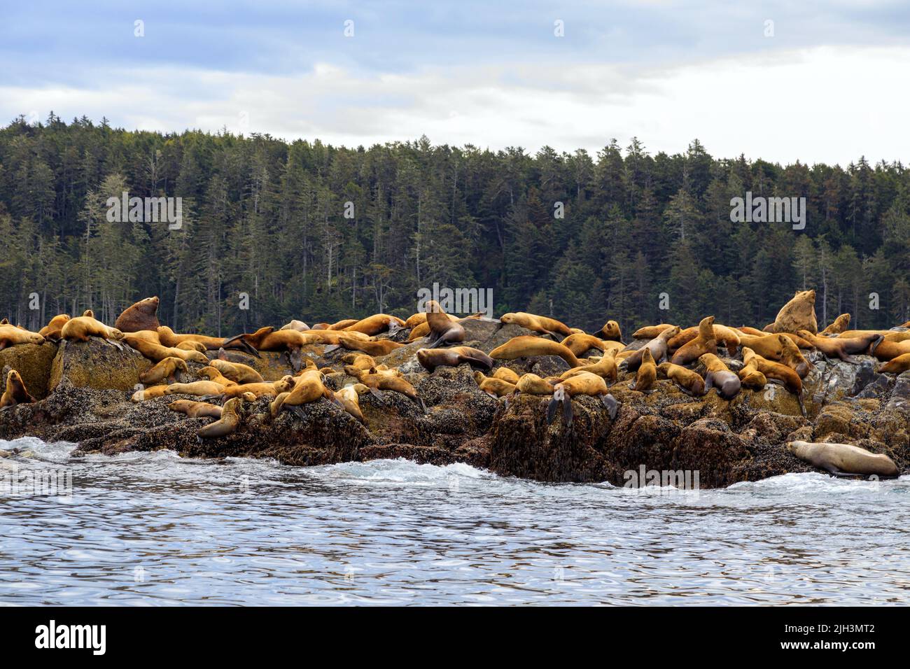 The California Sea Lion Is A Coastal Eared Seal Native To Western North the-california-sea-lion-is-a-coastal-eared-seal-native-to-western-north