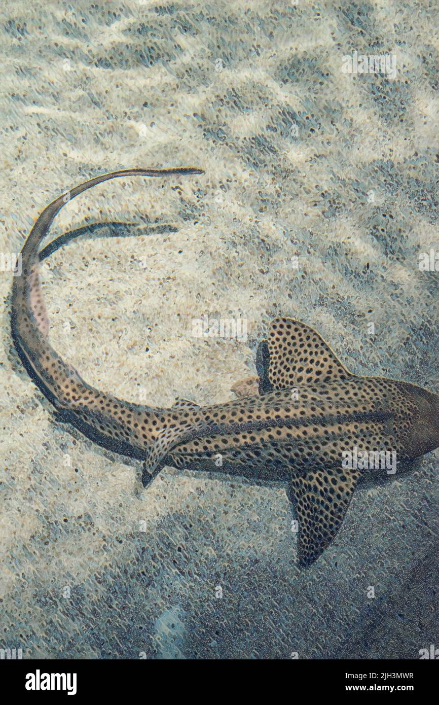Zebra Shark (Stegostoma Fasciatum) swimming in clear water with a sandy bottom at Baltimore Aquarium tank.   Edited to create a painting of the image. Stock Photo