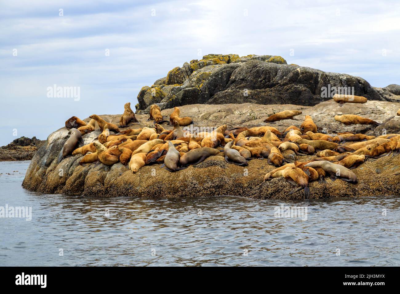 The California sea lion is a coastal eared seal native to western North