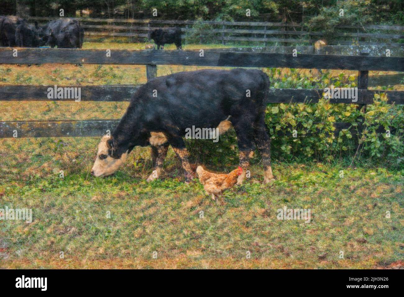 Painting of a cow outside grazing in the pasture available, with a chicken joining in for lunch.  A wood fence and other cows are in the background. Stock Photo