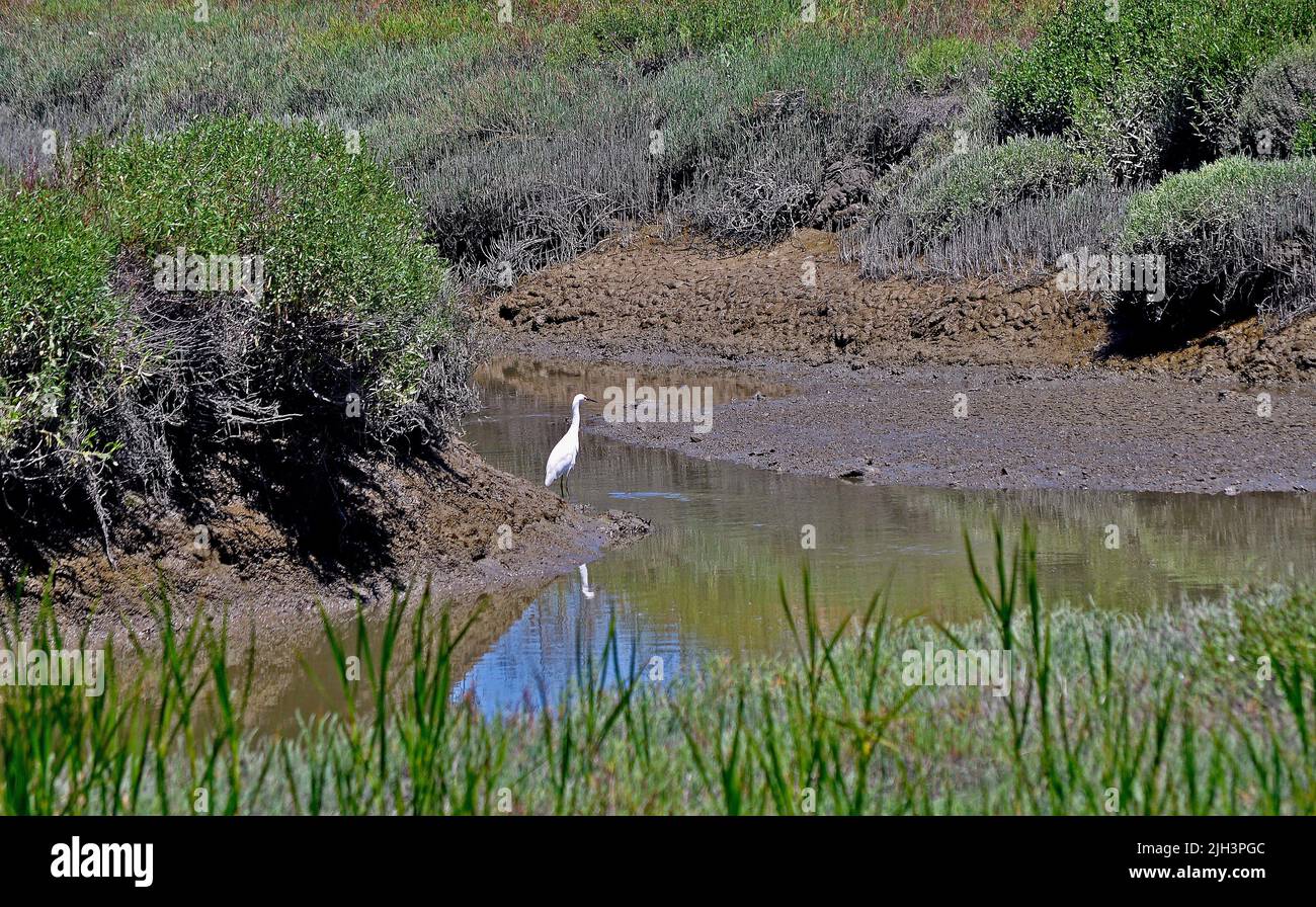 Common Egret hunting in Don Edwards National  Wildlife refuge along the San Francisco Bay, California Stock Photo