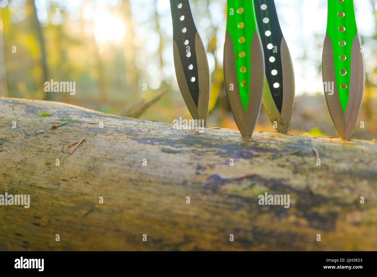 Throwing knives in a log in a forest.Sport and hobby concept. metal knives for throwing in a mans hands on a fir forest background.Outdoor sports Stock Photo