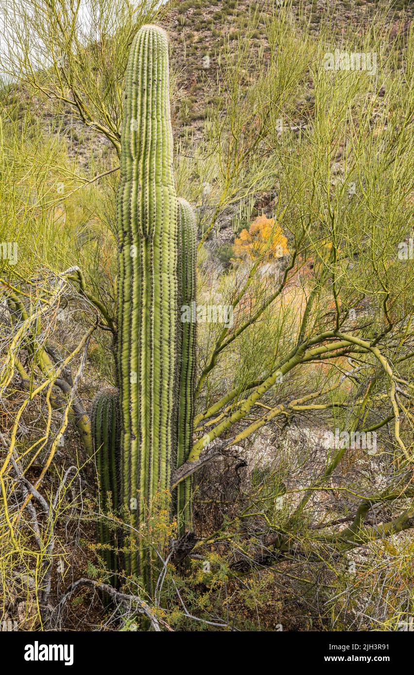 Saguaro cactus growing along side their shade trees, the palo Verde who form a symbiotic relationship with saguaro providing shade until they can sur Stock Photo