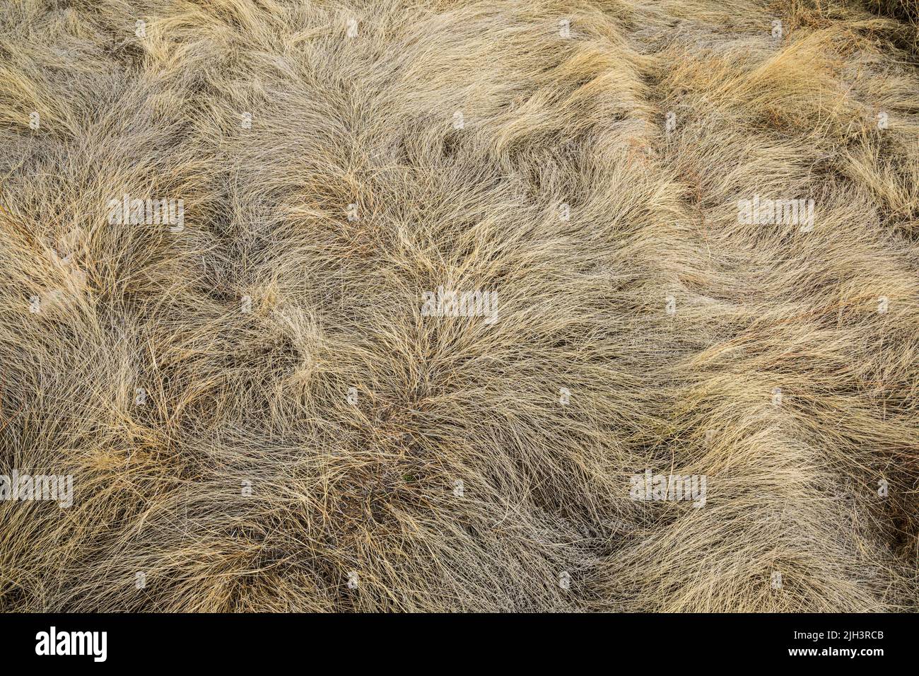 Dry grasses texture in Sabino Canyon Recreation Area, Arizona, USA. Stock Photo